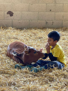 Miniature Cow Experience