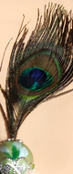 Peacock feather Products