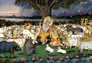 Krishna Calls The Cows With His Flute Poster