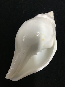 Bathing Conch Shell